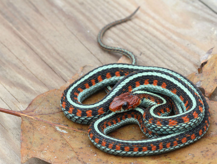 California Red-sided Garter Snake